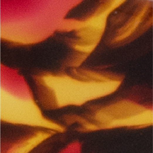 Red Zebra Image